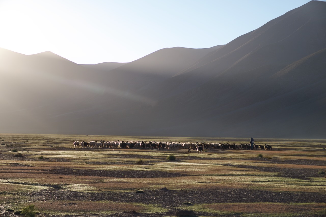 Texte alternatif Scène de transhumance nomade au lever du soleil dans le Haut Atlas : un berger guide son troupeau de moutons à travers une vaste plaine d'altitude, baignée par une lumière rasante créant un jeu d'ombres spectaculaire sur les sommets environnants.