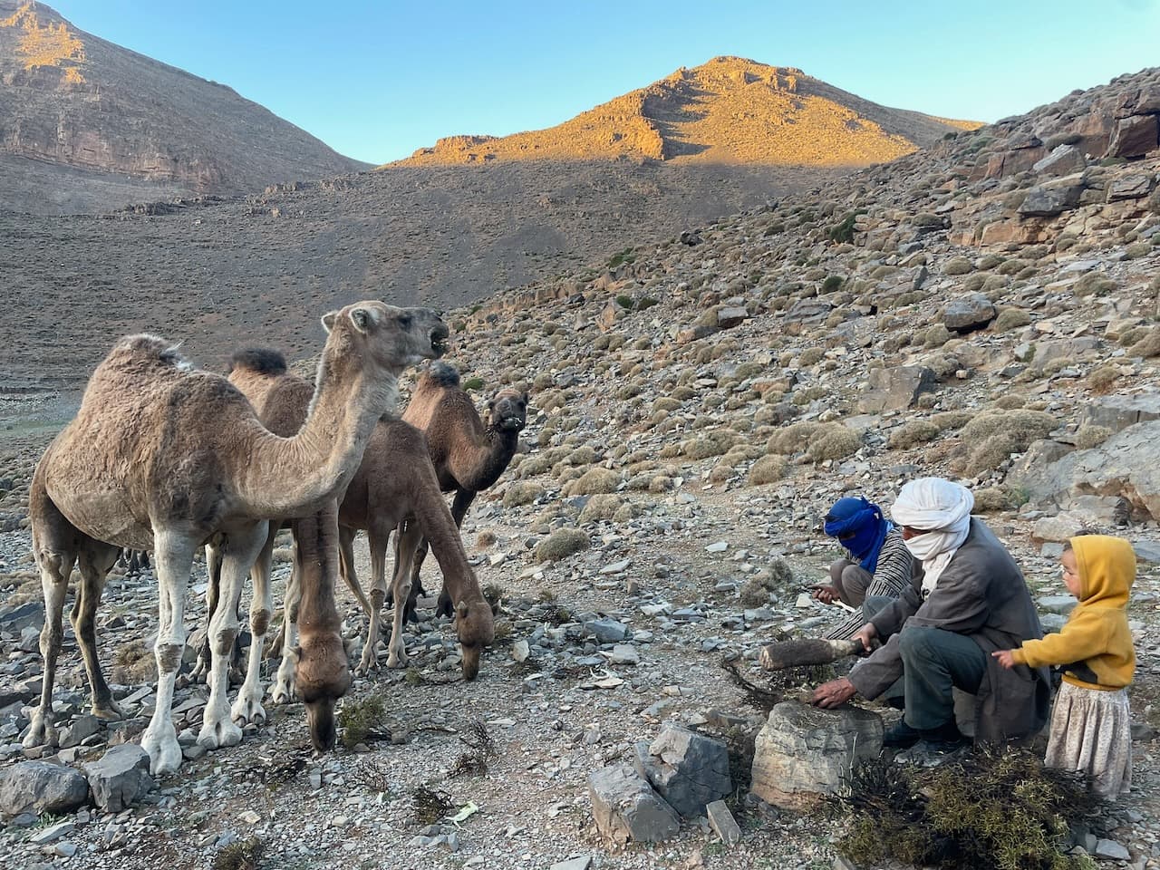 Une scène de bivouac lors de la transhumance nomade dans le Haut Atlas : deux hommes en turbans traditionnels préparent un feu de camp au sol tandis qu'une petite fille en costume local observe, entourés de leurs dromadaires de bât dans un paysage de montagne sauvage.