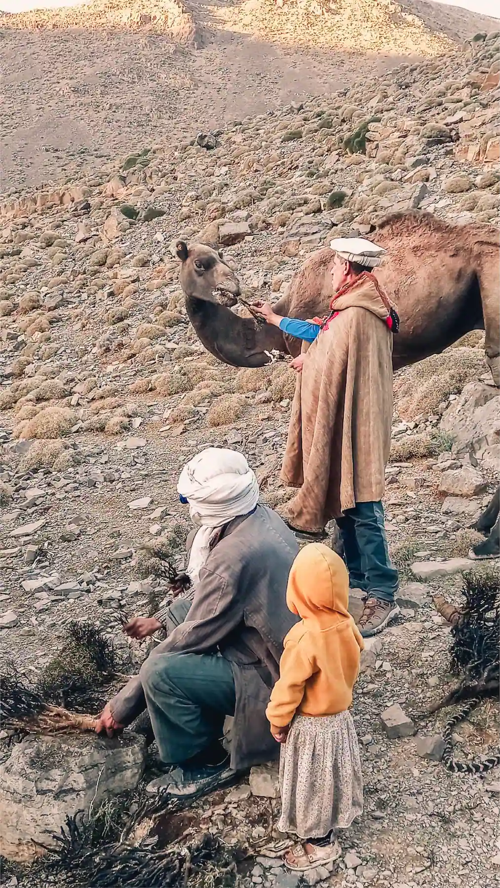 Famille nomade Aït Atta nourrissant un dromadaire sur un versant rocheux du Haut Atlas pendant la transhumance