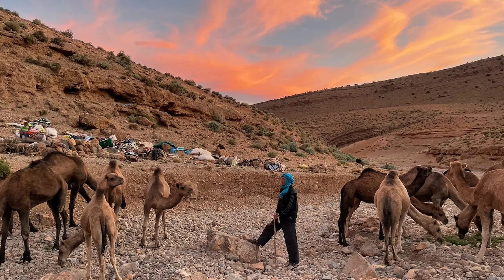 Berger nomade et son troupeau de dromadaires au coucher du soleil près du campement, transhumance des Aït Atta dans le Haut Atlas