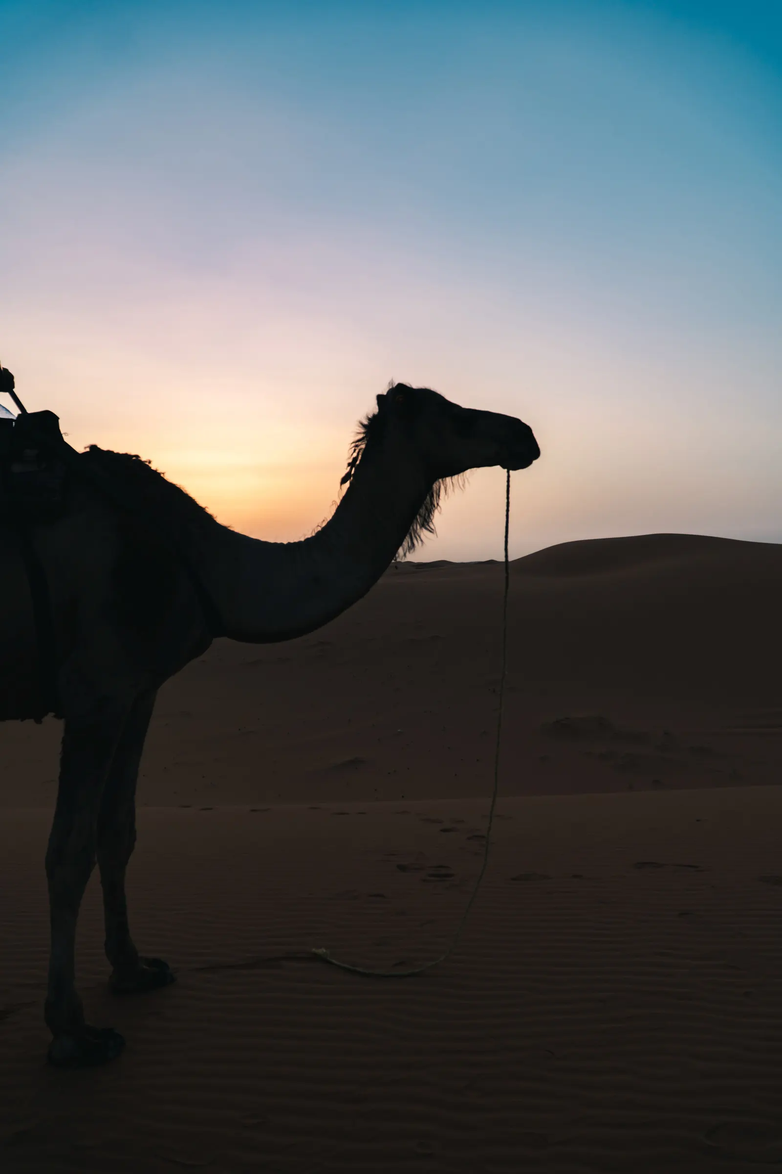 Silhouette of a camel at sunset during a desert trek organized by Touda Ecolodge.