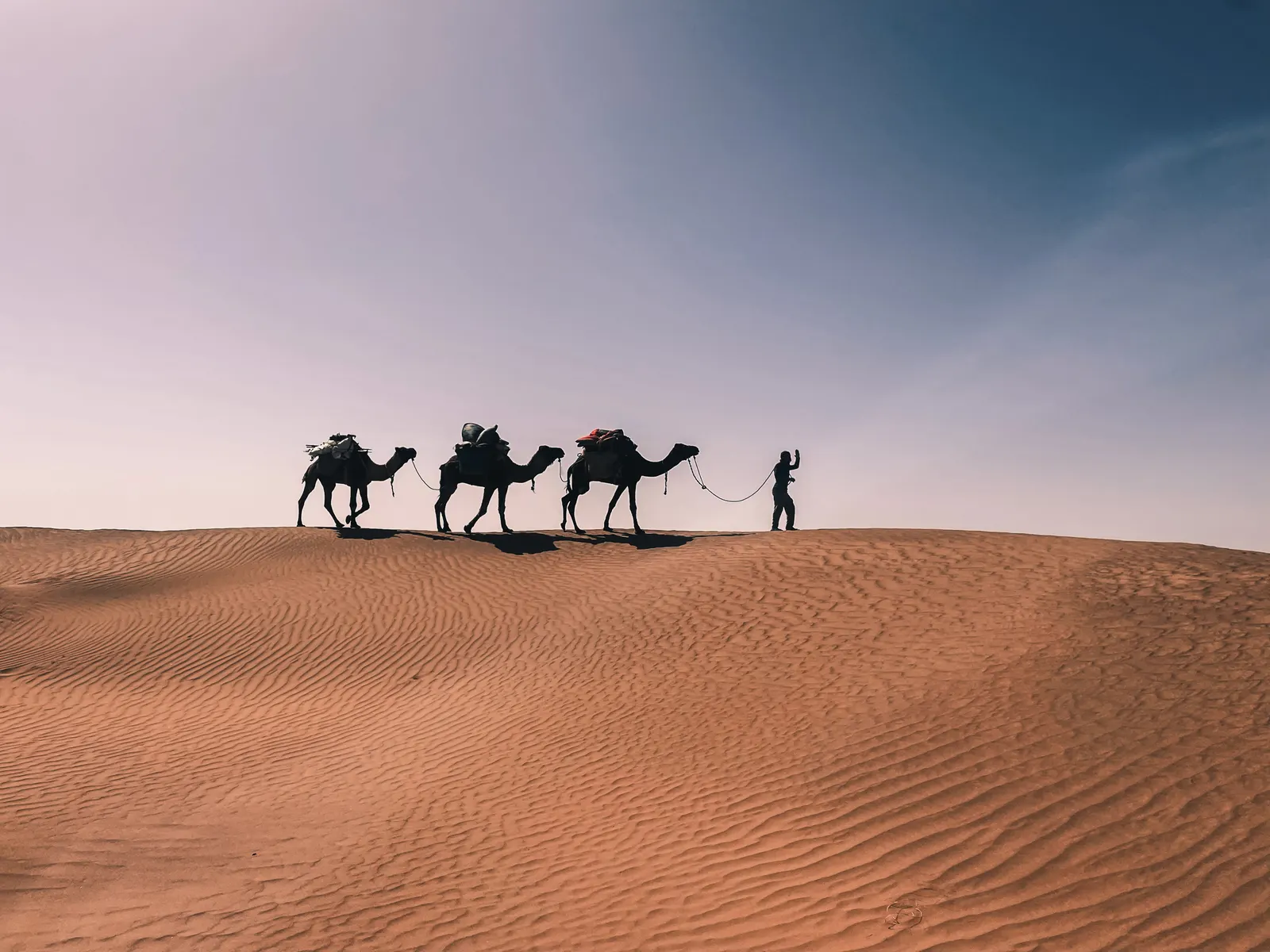 Camel caravan walking through vast golden sand dunes on an adventure with Touda Ecolodge.