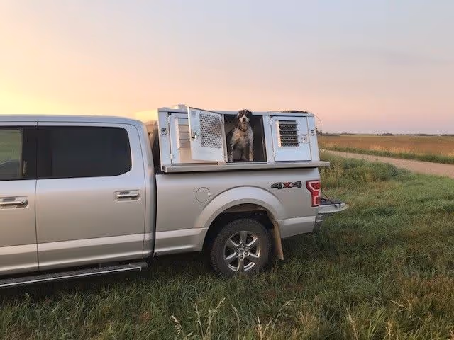 Dog Boxes & Trailers