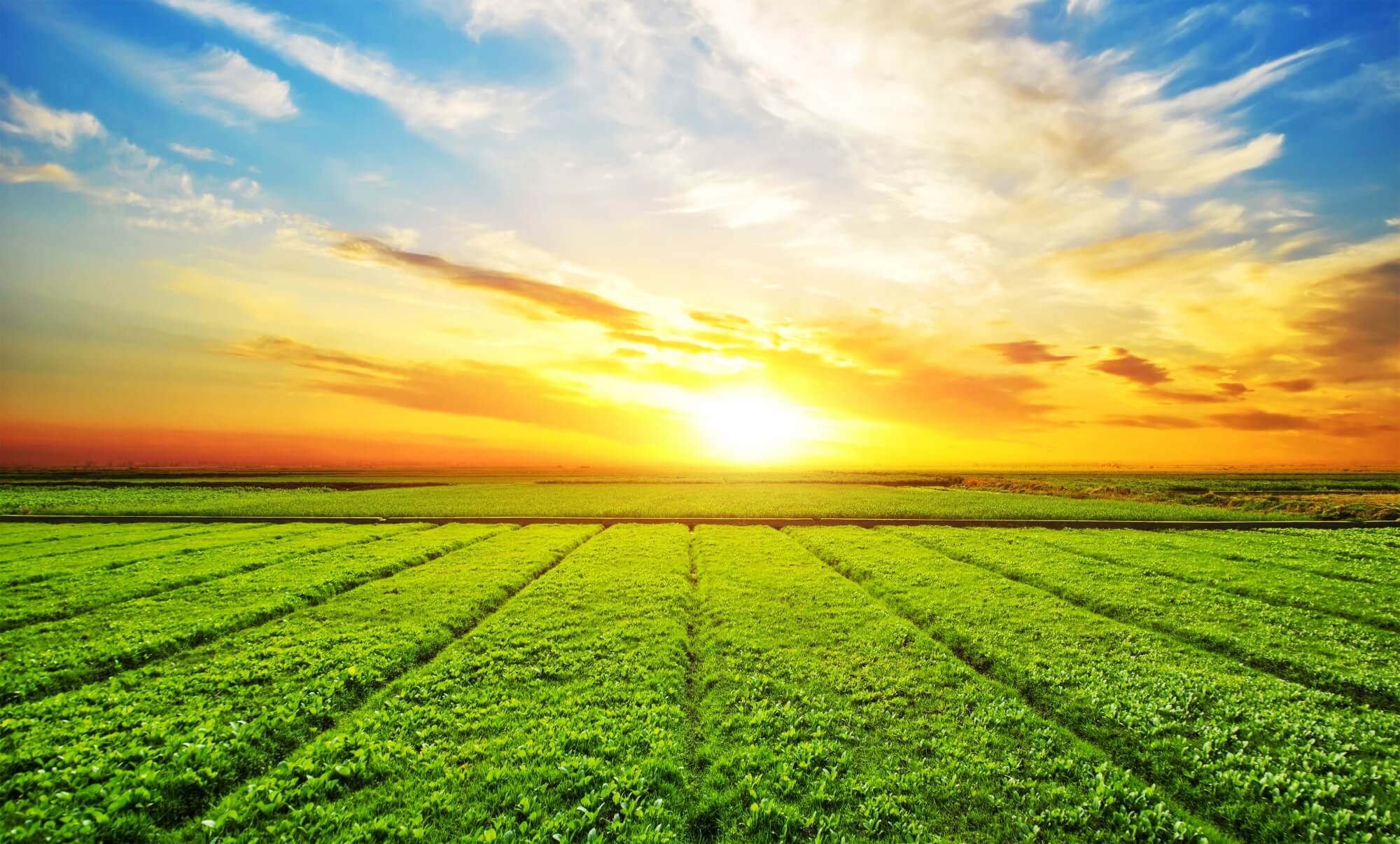 Kartik Seeds crop field