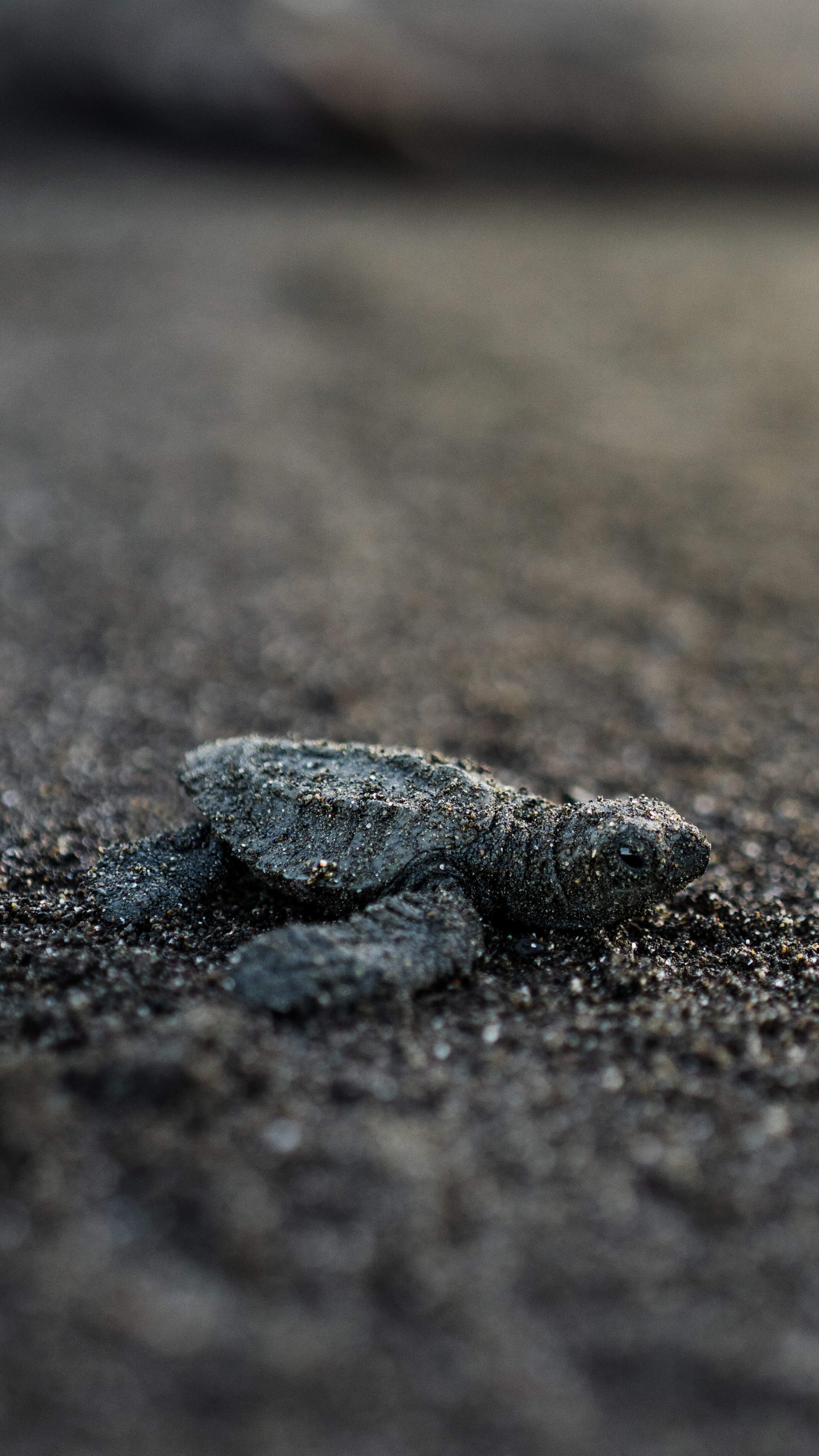Close-up of a baby sea turtle covered in sand crawling on a beach.