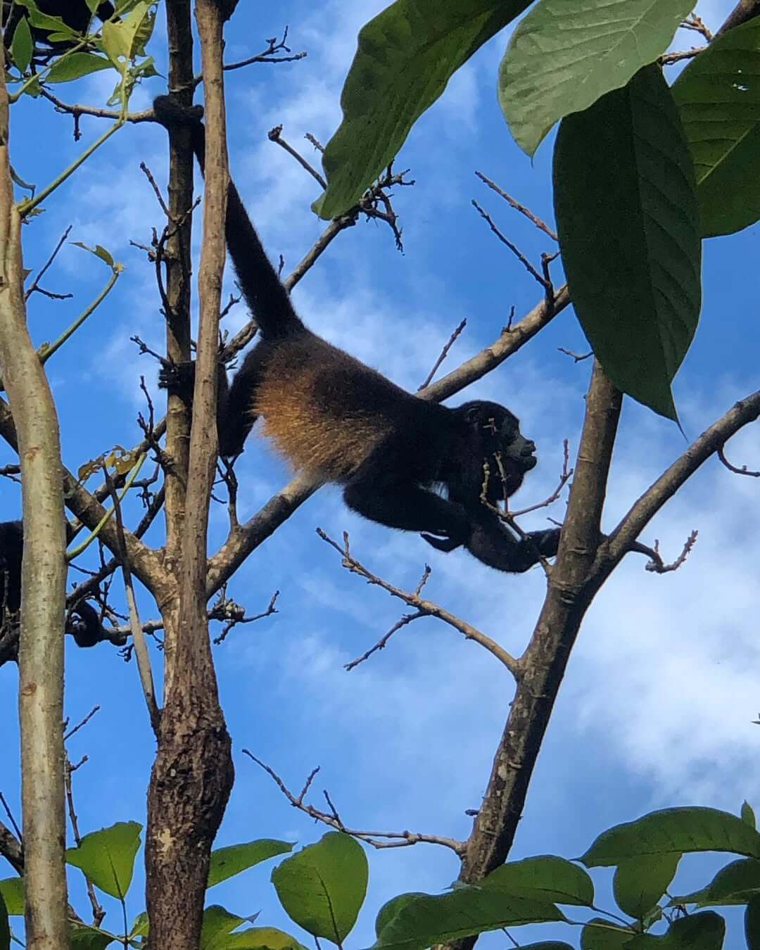 A small monkey with dark brown fur climbing thin tree branches against a blue sky.