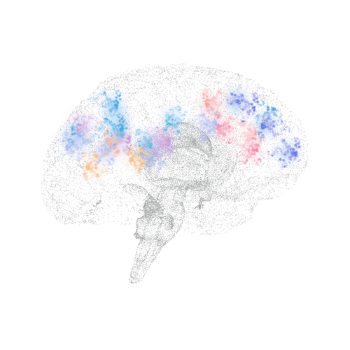 Maastricht University Brain image