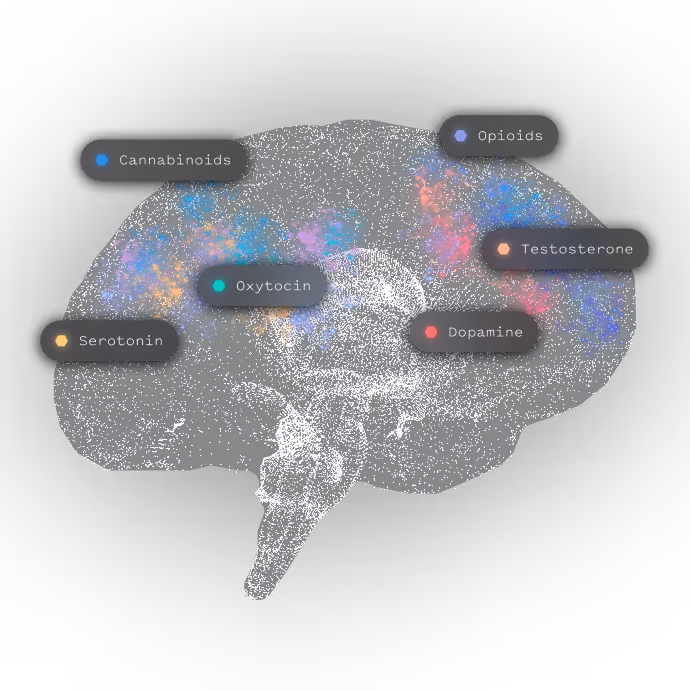 Digital brain with colored regions labeled for cannabinoids, oxytocin, serotonin, opioids, testosterone, and dopamine.