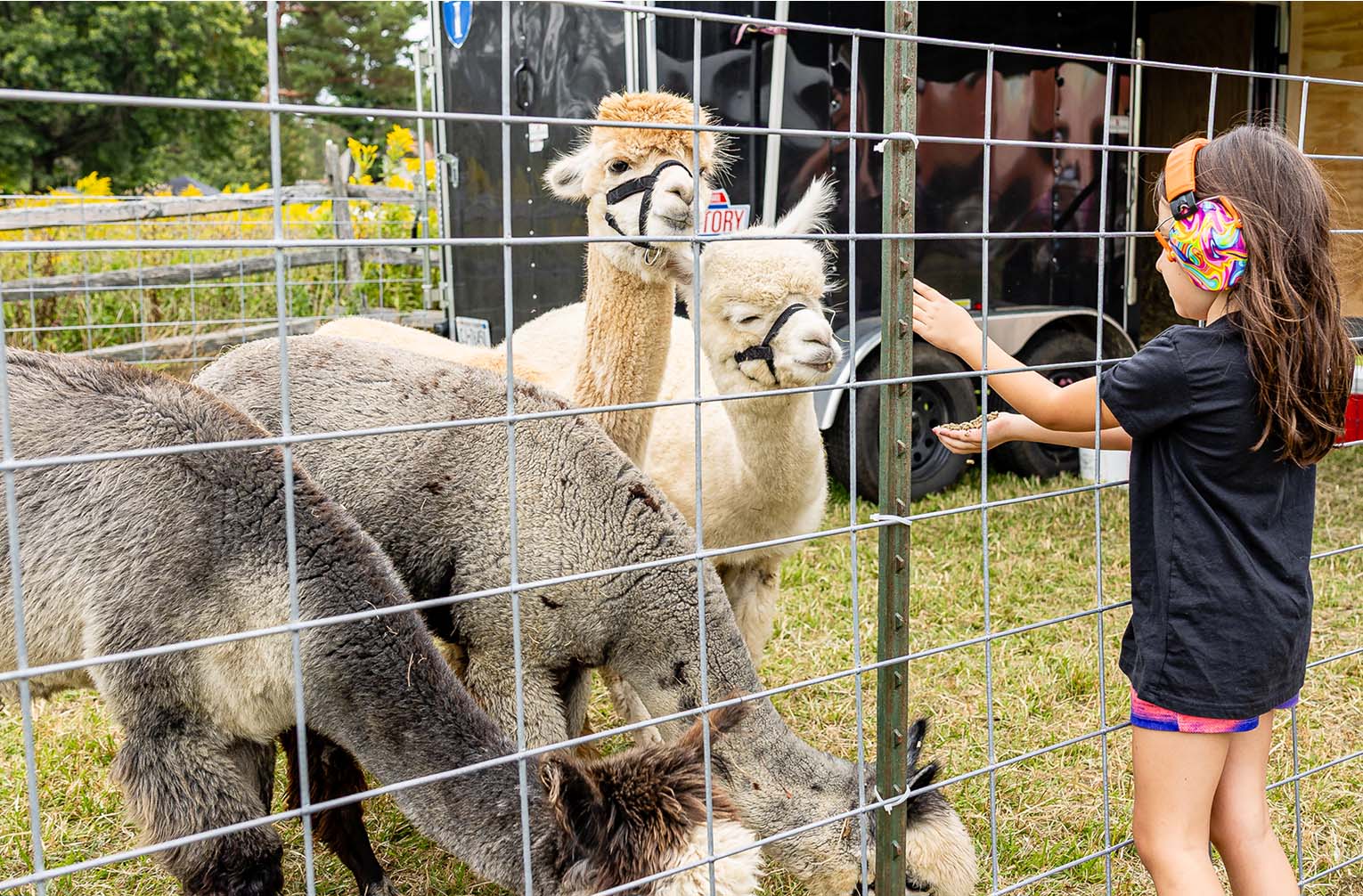 Young girl wearing colorful earmuffs feeding alpacas behind a metal fence at borderland festival