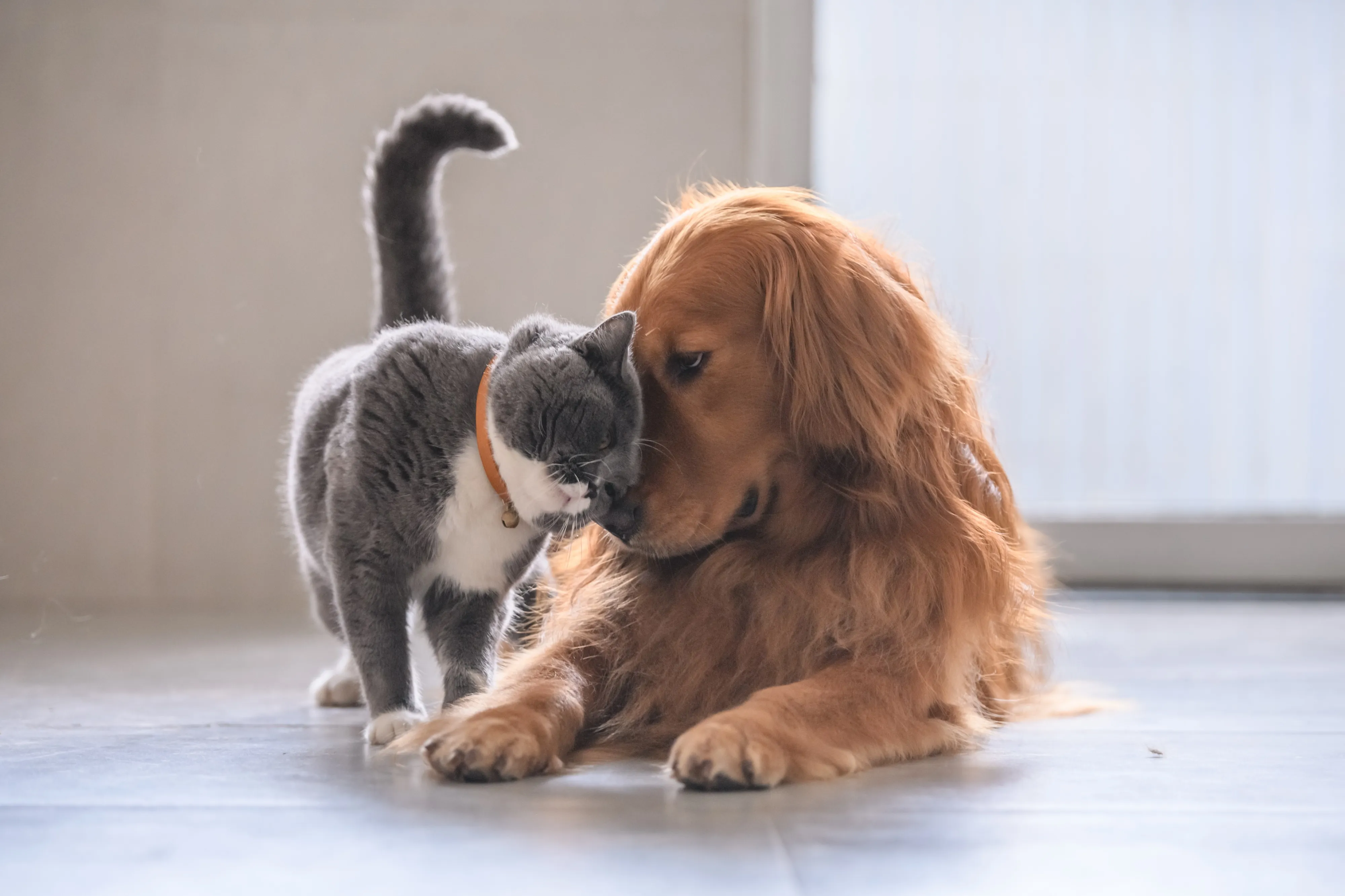 Cat and Dog Stock Photo