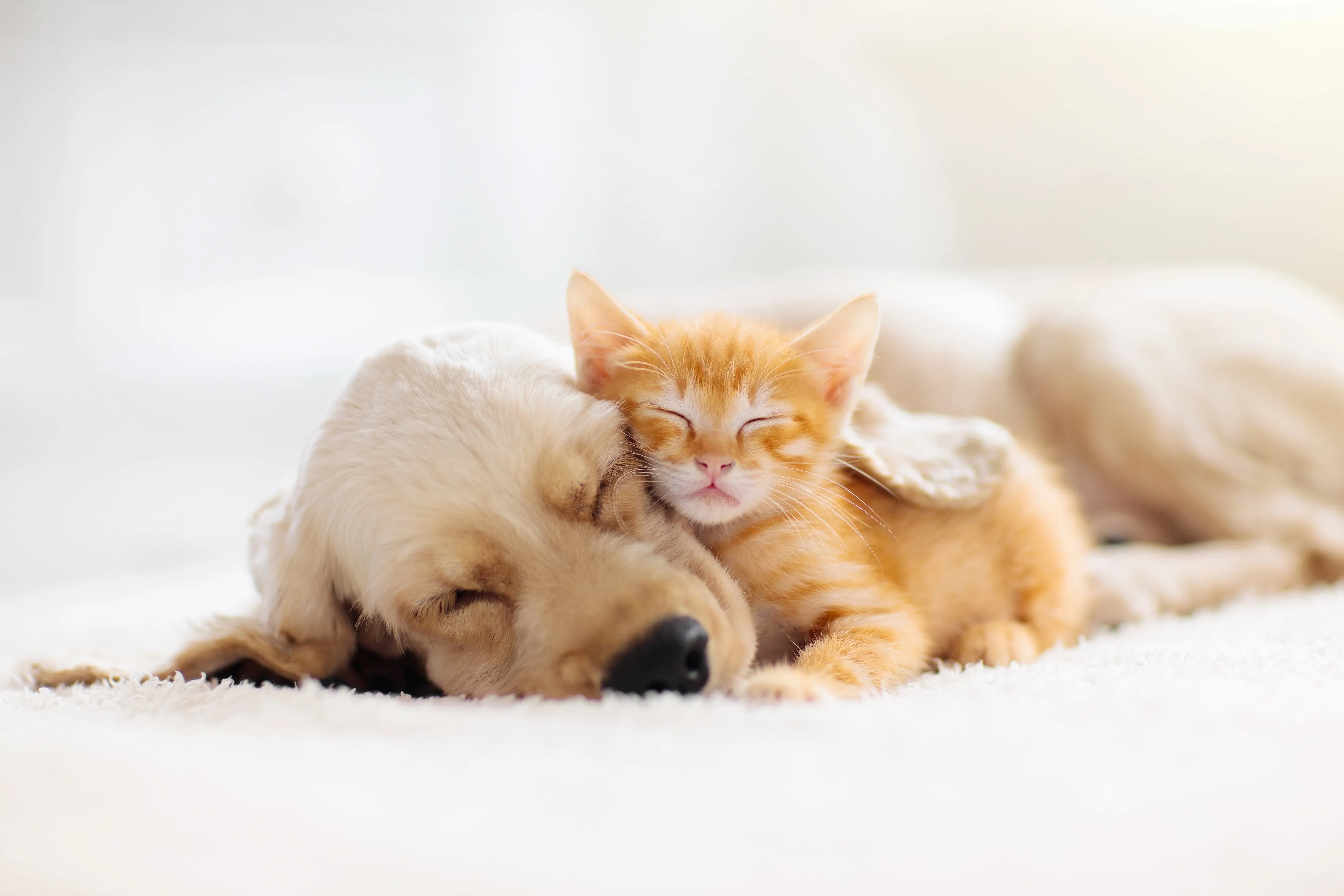 Puppy and Kitten Cuddling Stock Photo