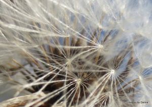 dandelioncloseup