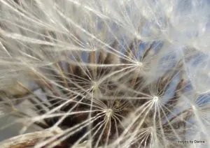 dandelioncloseup