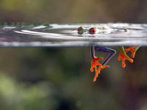 can I use antidepressants while pregnant