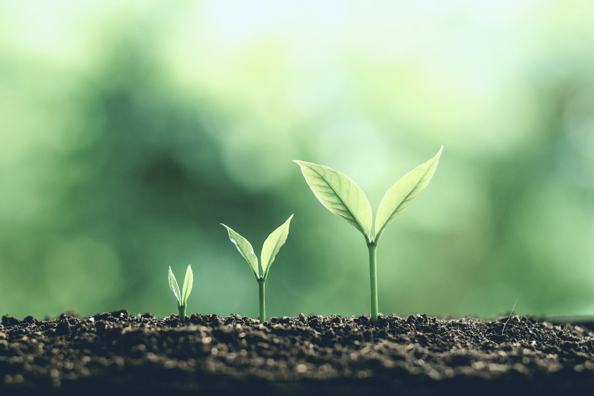 Three green seedlings growing at different stages in dark soil with a blurred green background.