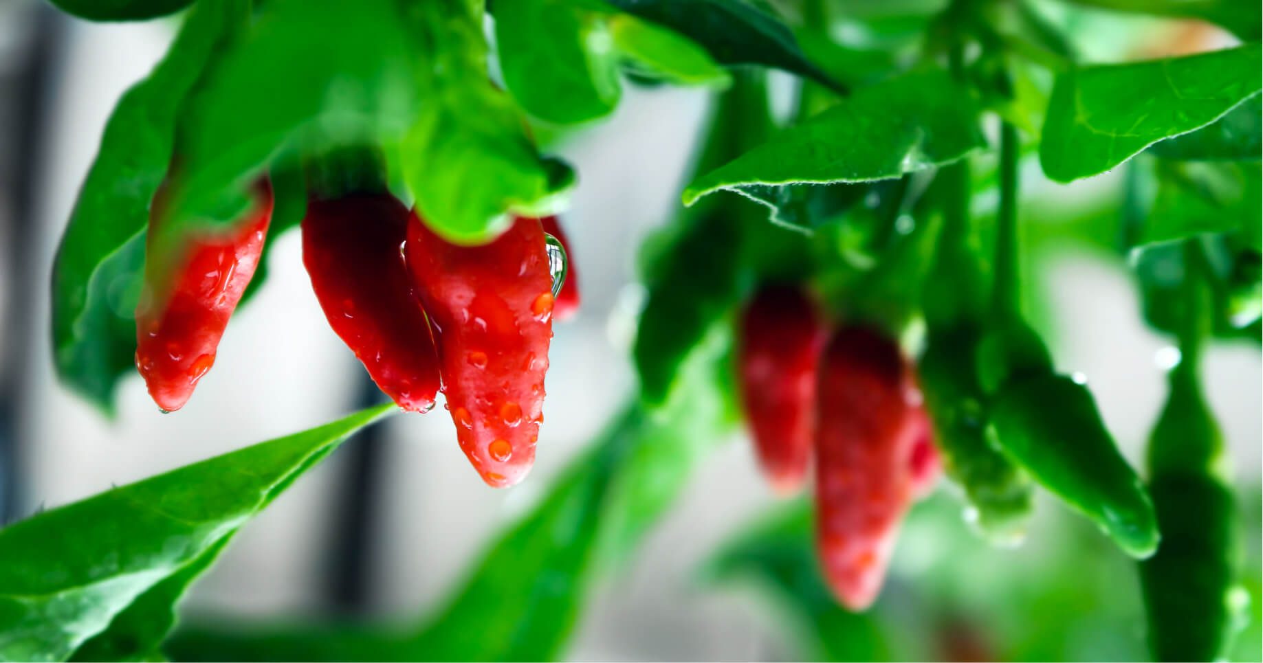 6 Reasons why Eating Organic is Better for you and Your Family