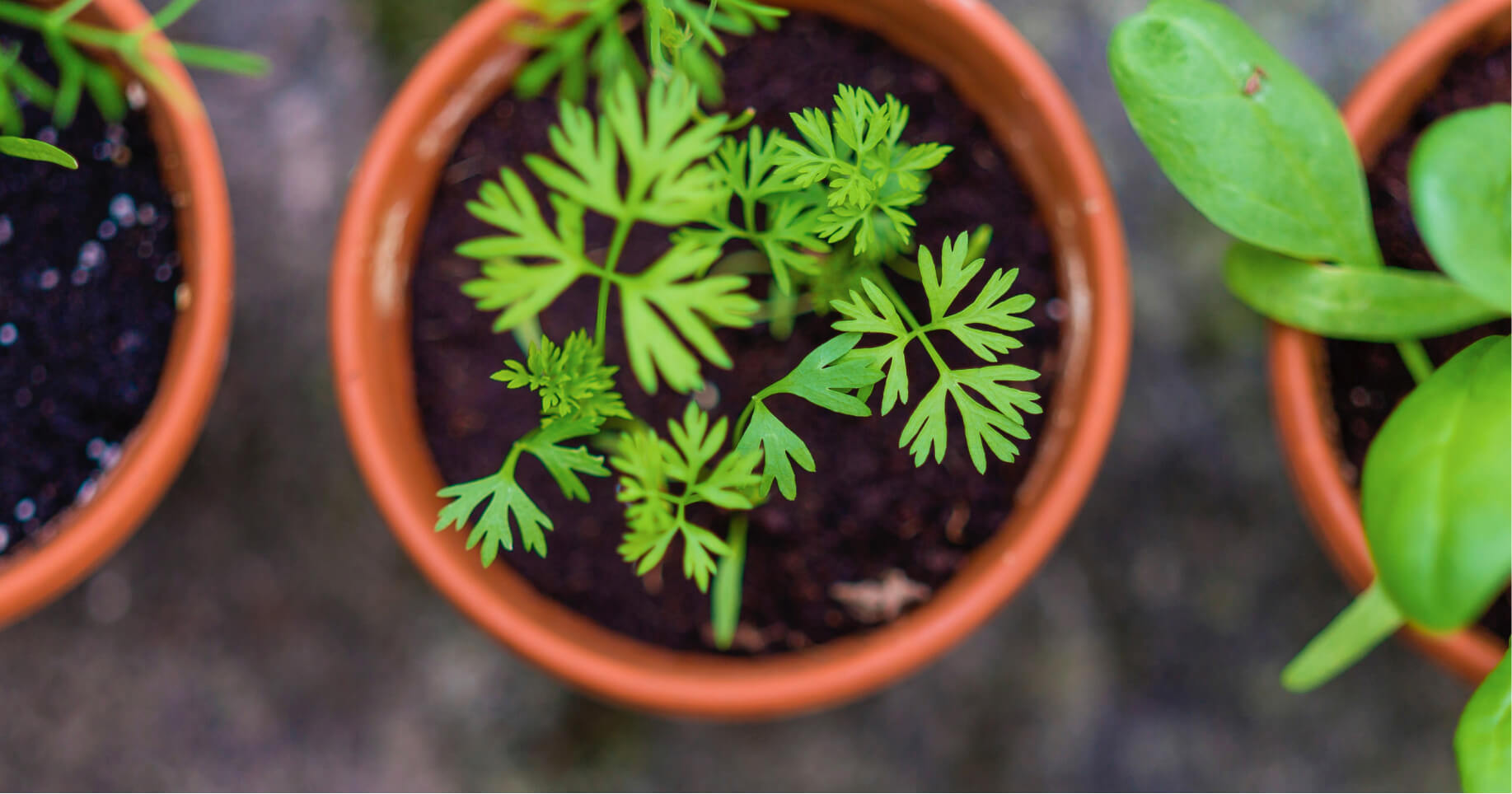 How to Start Your Own Organic Garden Right From Your Home