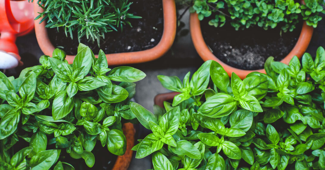 15 Plants you can Easily Grow in Your Own Kitchen