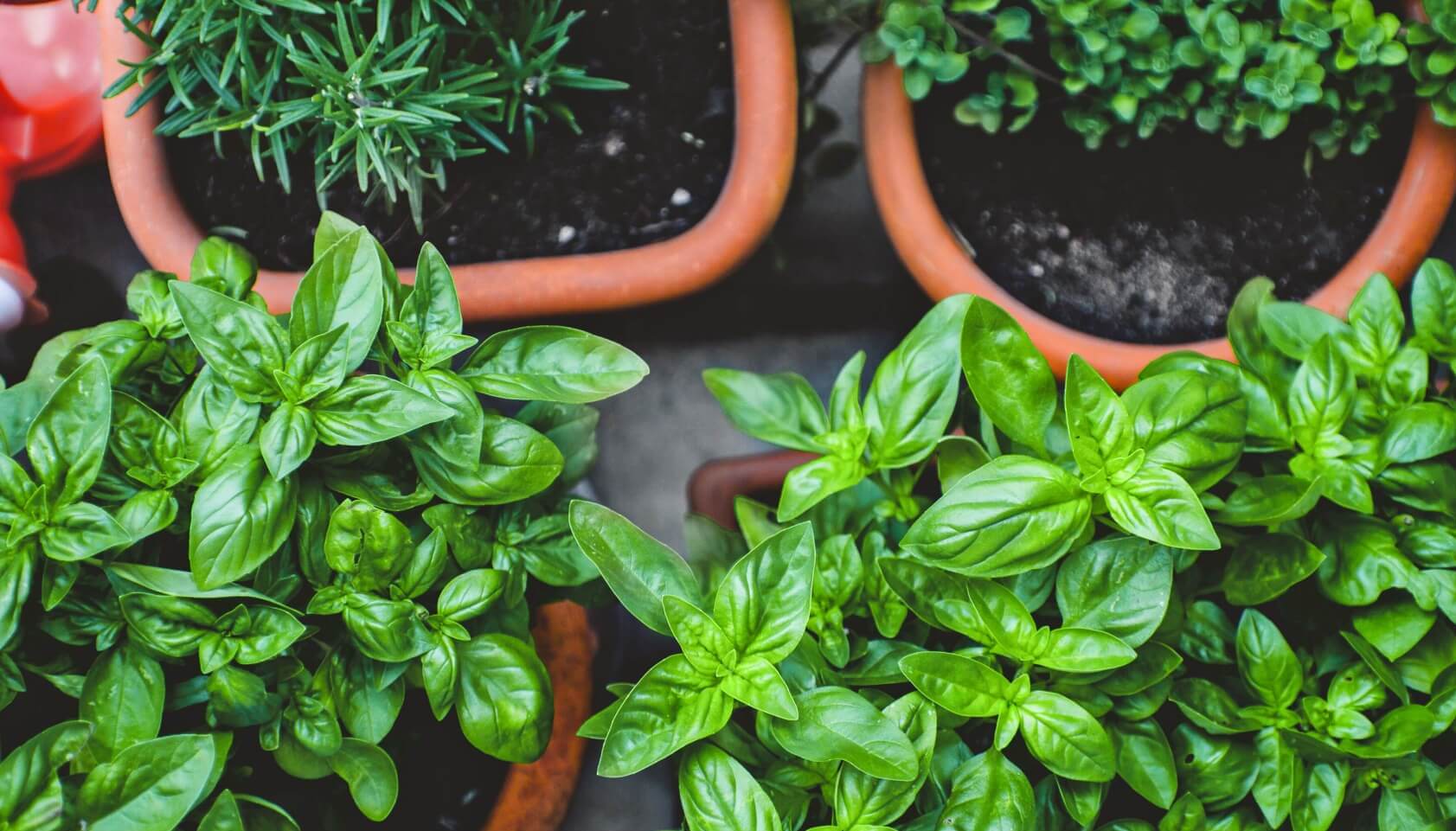 15 Plants you can Easily Grow in Your Own Kitchen