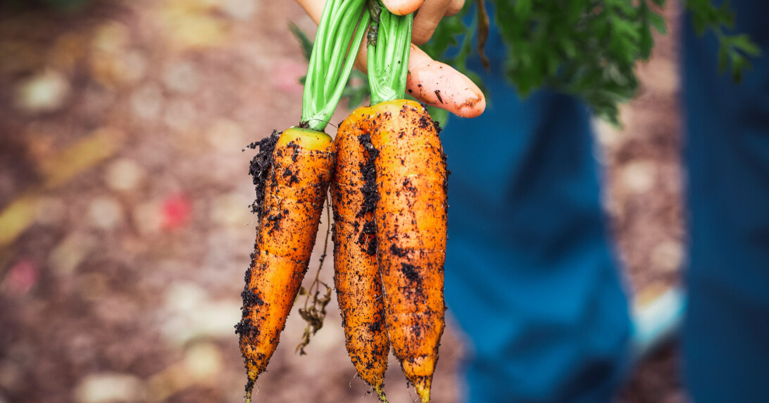 Carrots 101: How to Grow Carrots Right From Your Garden