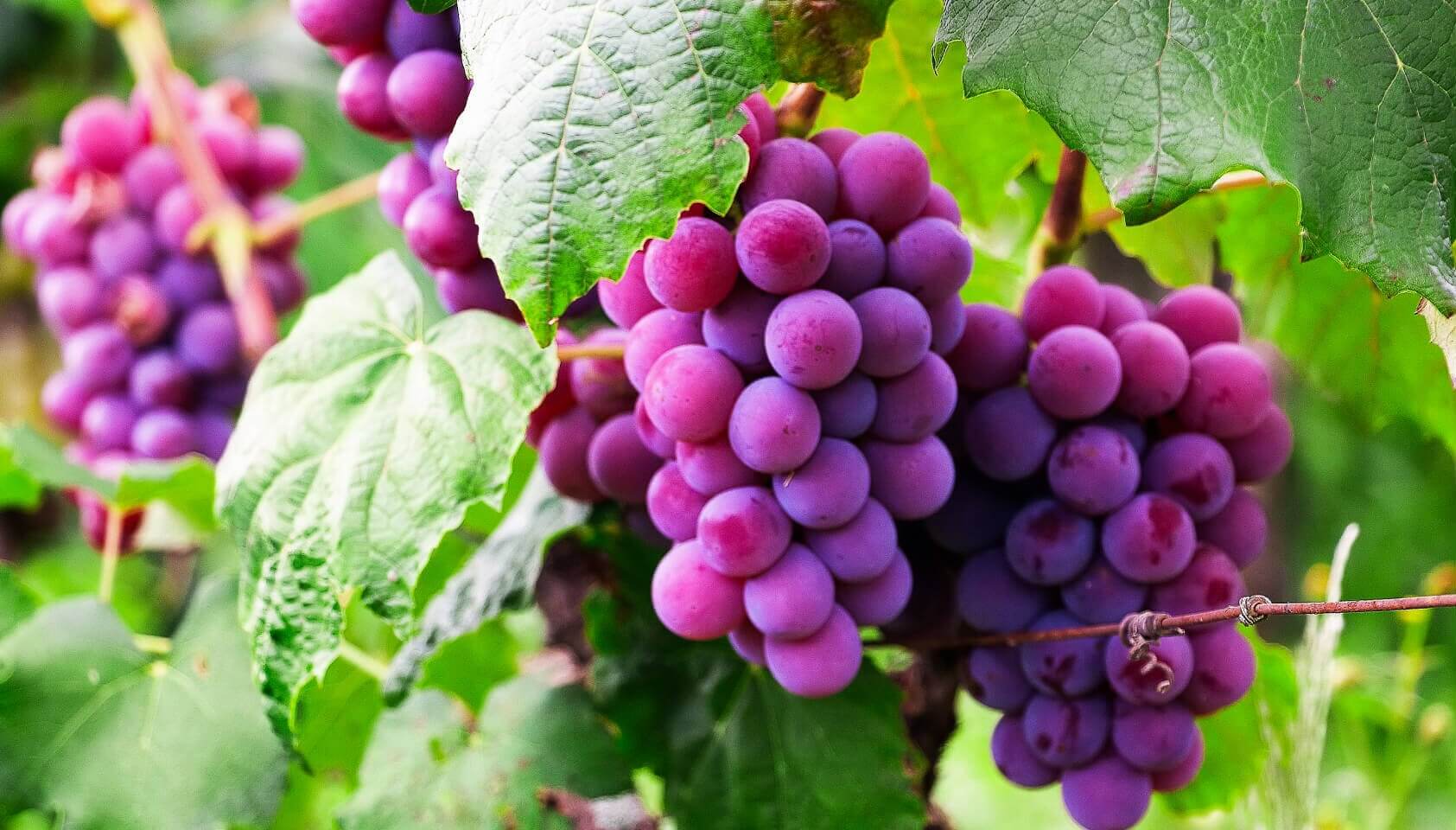 4 Delicious Fruits That are Very Healthy for Your Diet