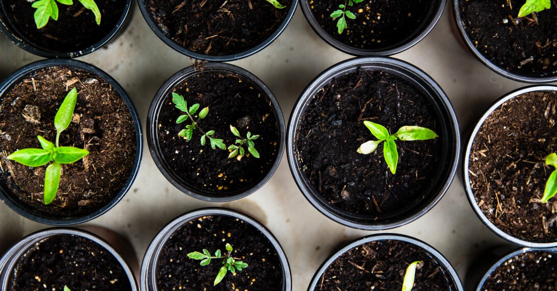 Planning and Planting your First Vegetable Garden