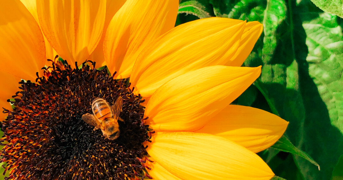 Honey: Why it’s a Delicious and  Healthy Alternative to Sweeten your Meals
