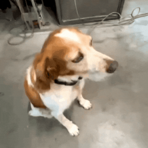 A brown and white dog with floppy ears sitting on a concrete floor indoors, turning its head slowly to the side.
