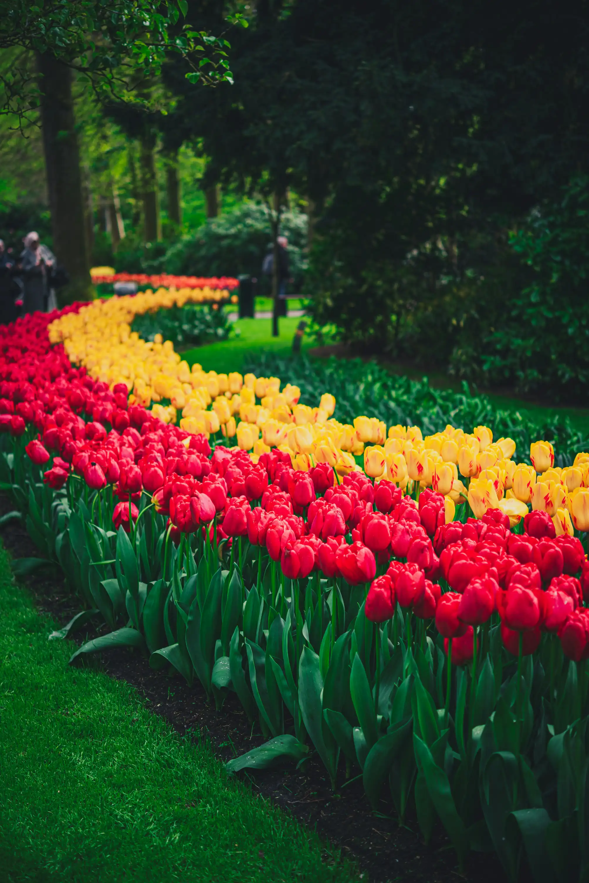 Perfect geplante bloemenrijen op Keukenhof bezoeken met betaalbare private dagtrip
