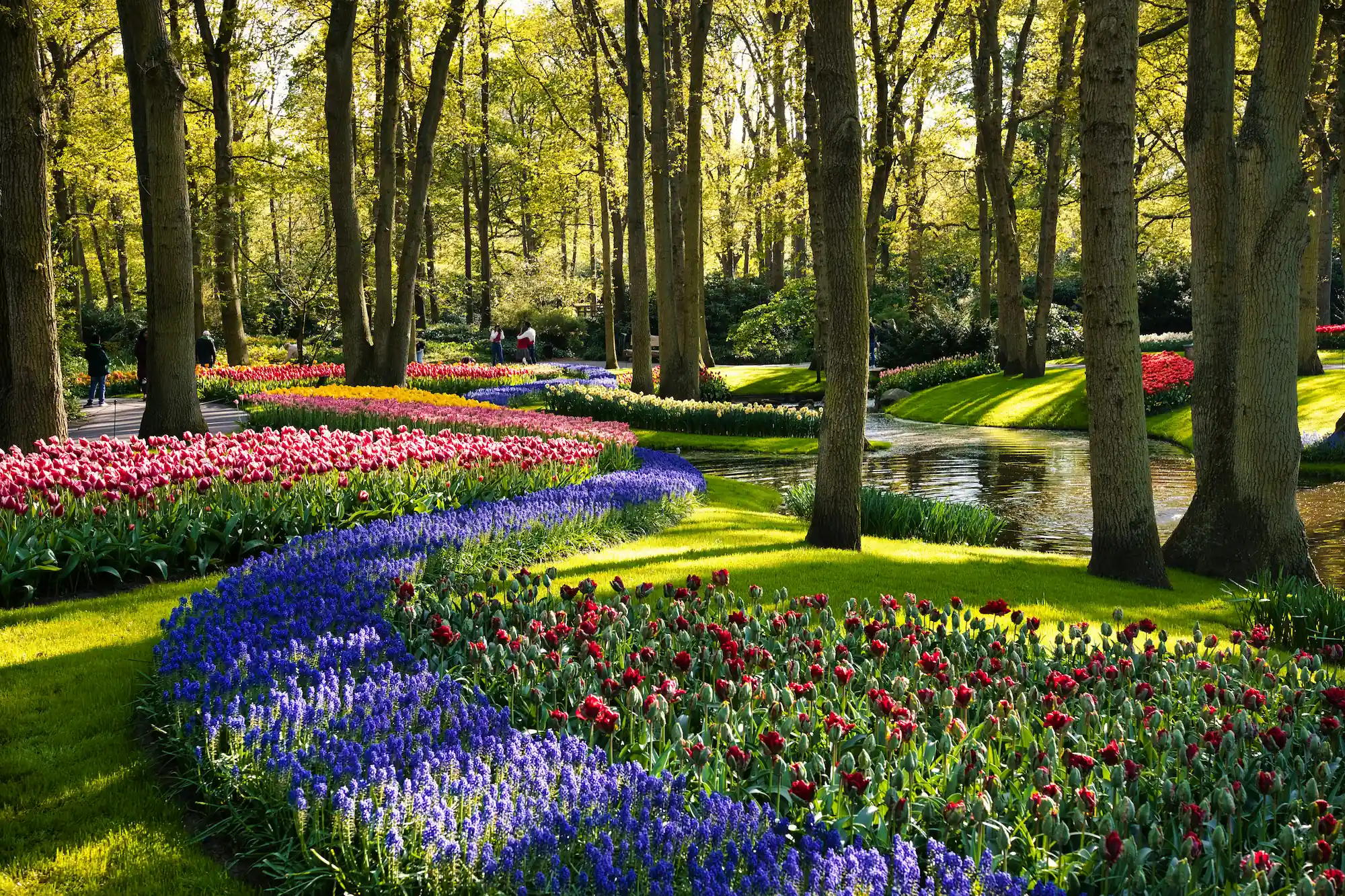 Kleurrijke bloemenrijen langs het water en bloesembomen in Keukenhof op onze dagtrip