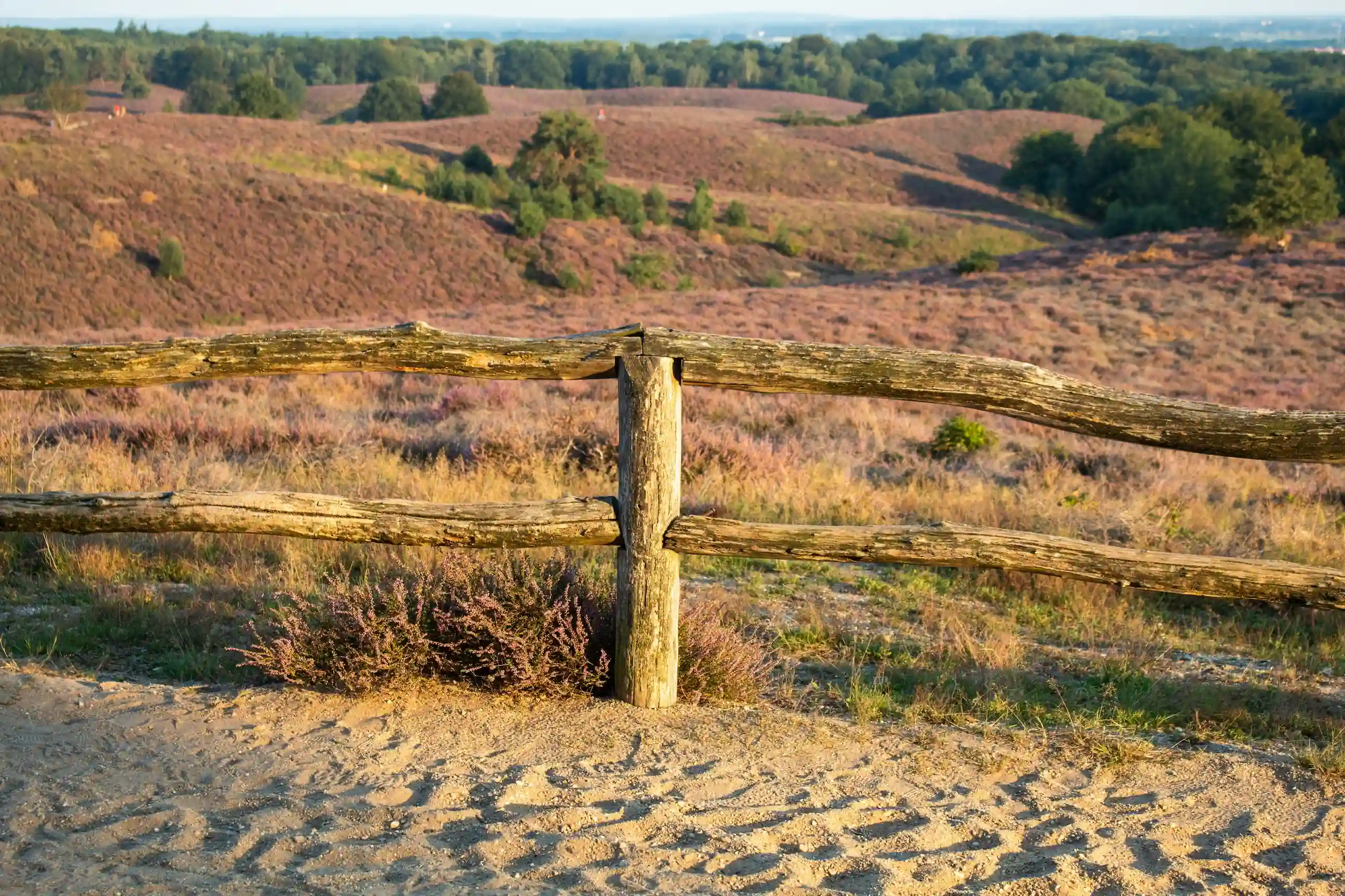 Heidelandschap in De Hoge Veluwe nationaal park op betaalbare dagtrip vanuit Amsterdam