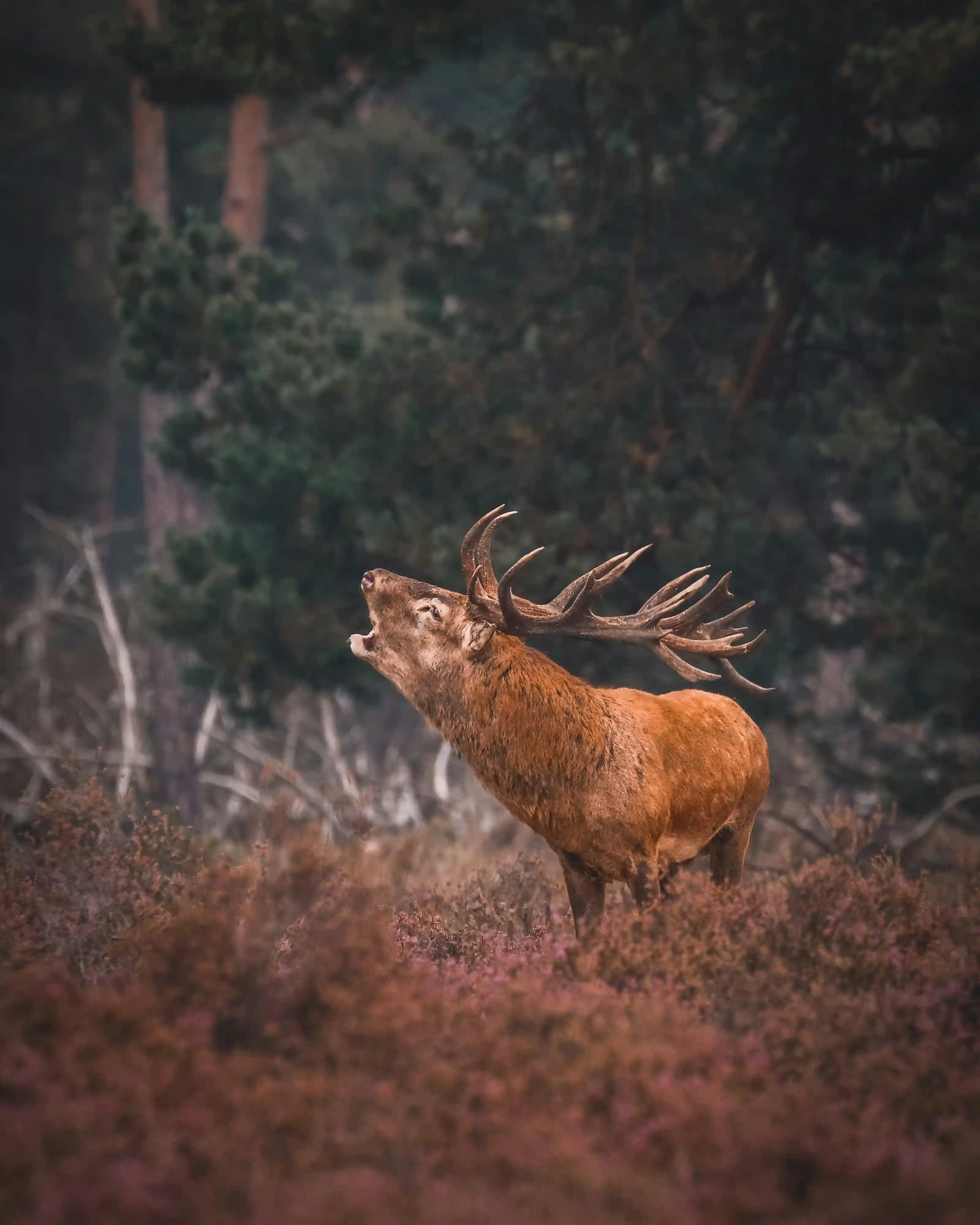 Edelhert in de natuur van De Hoge Veluwe spotten tijdens onze private natuurtour