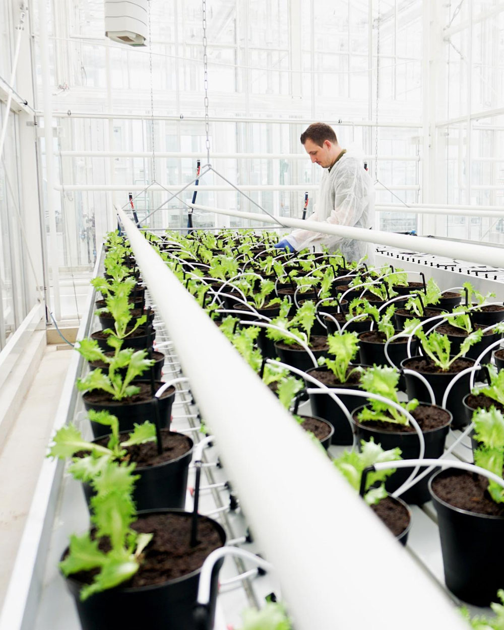 Genius greenhouse