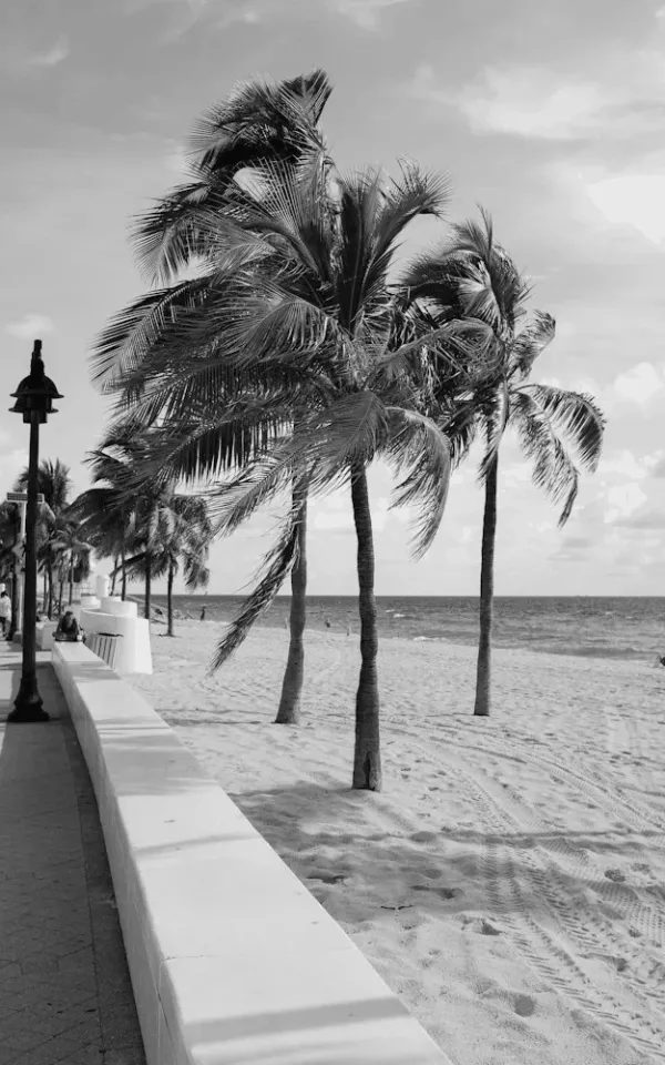 Black-and-white palm trees on an Orlando beach walk