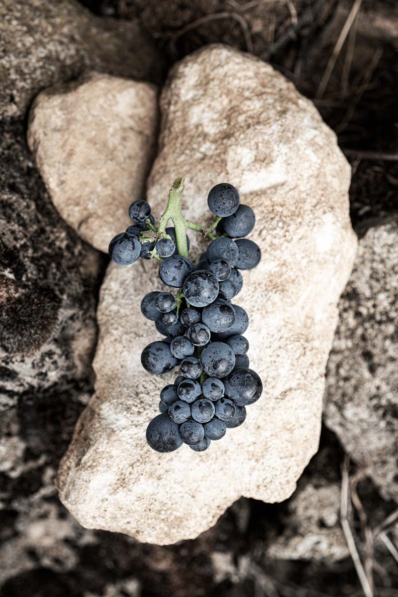 Ein dichtes Bündel dunkelblaue Weintrauben liegt auf einem hellen, grob strukturierten Stein.