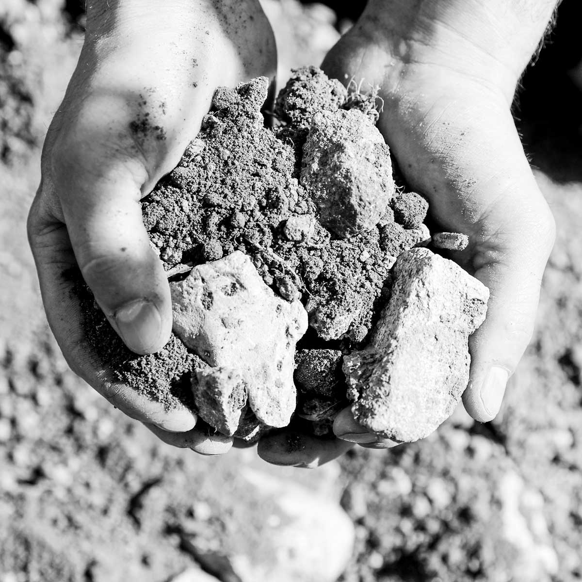 Zwei Hände halten Boden aus der Weinlage Asselheimer Goldberg mit groben Kalksteinen und Bodenpartikeln.