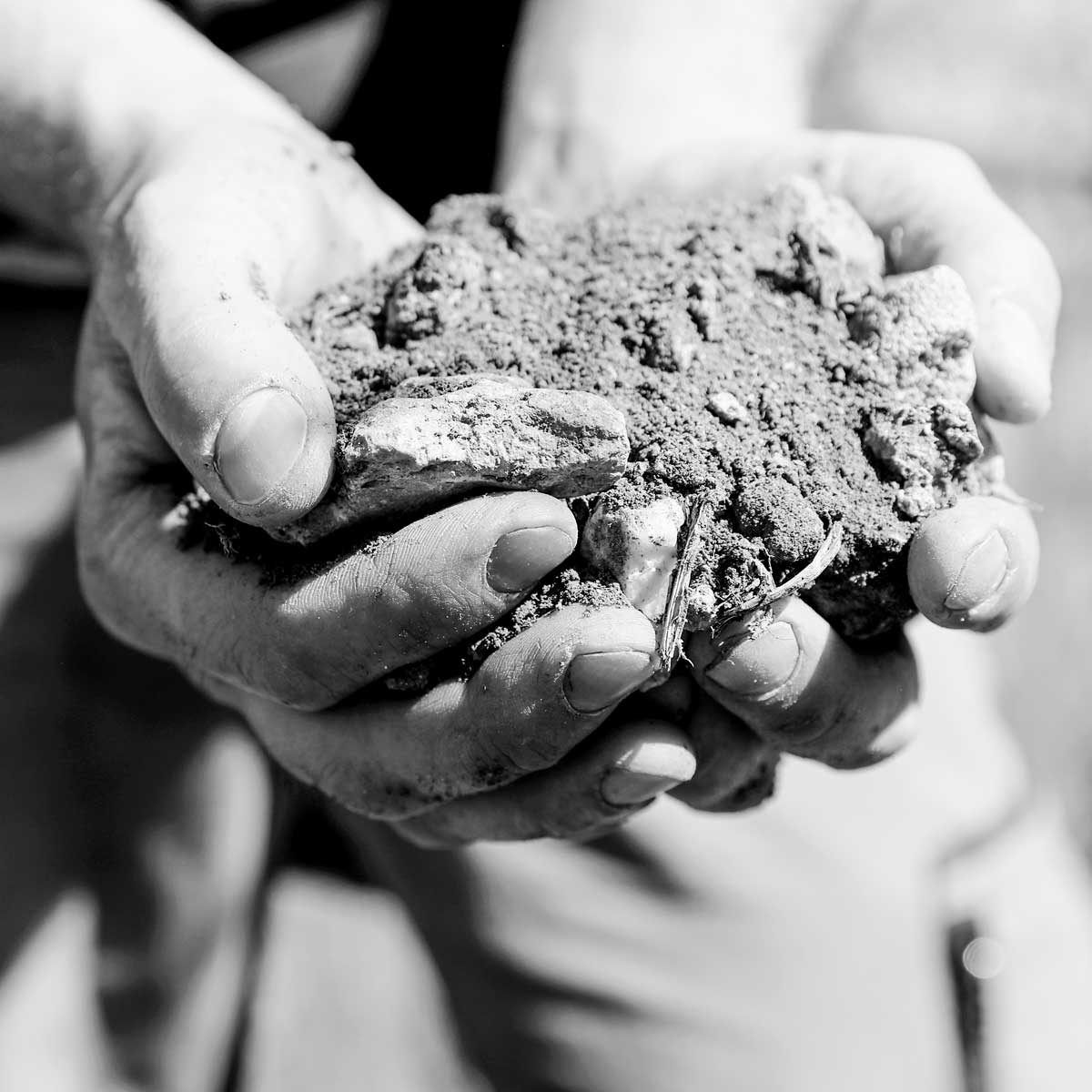 Zwei Hände halten Boden aus der Weinlage Mühlheimer Feld mit Steinen und Bodenpartikeln.
