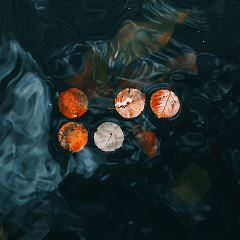 Six round orange and beige objects floating on dark rippling water.