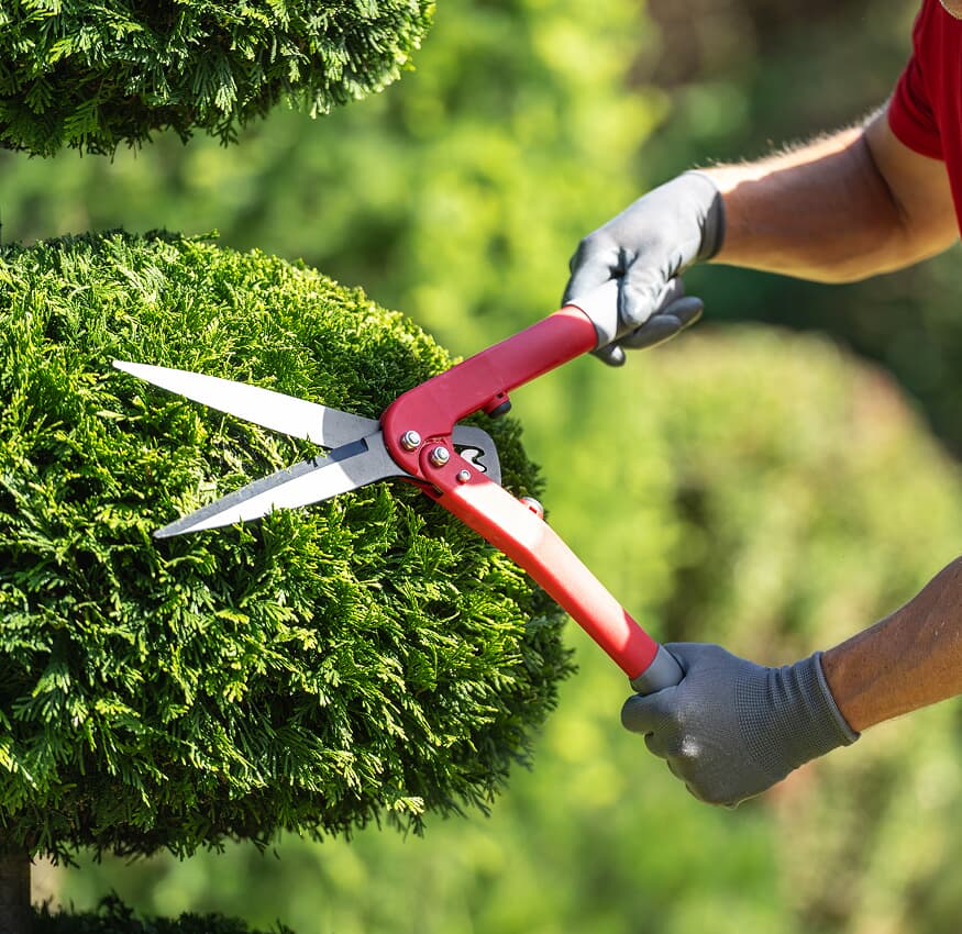 Expert landscape maintenance in progress