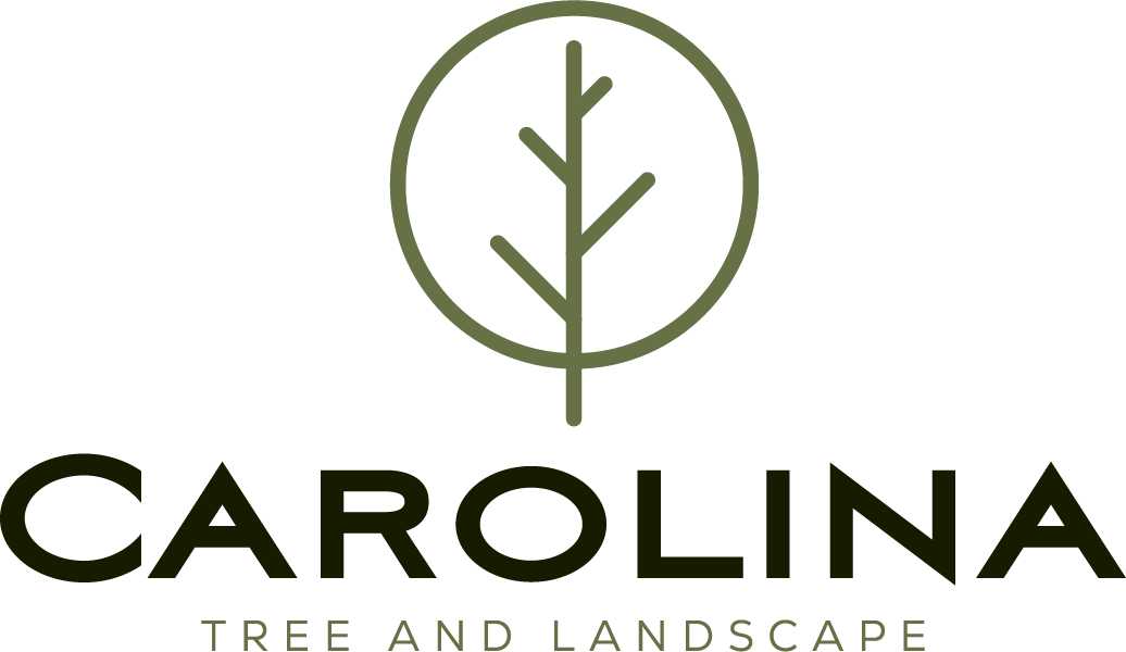 Modern home with lush green garden landscape design