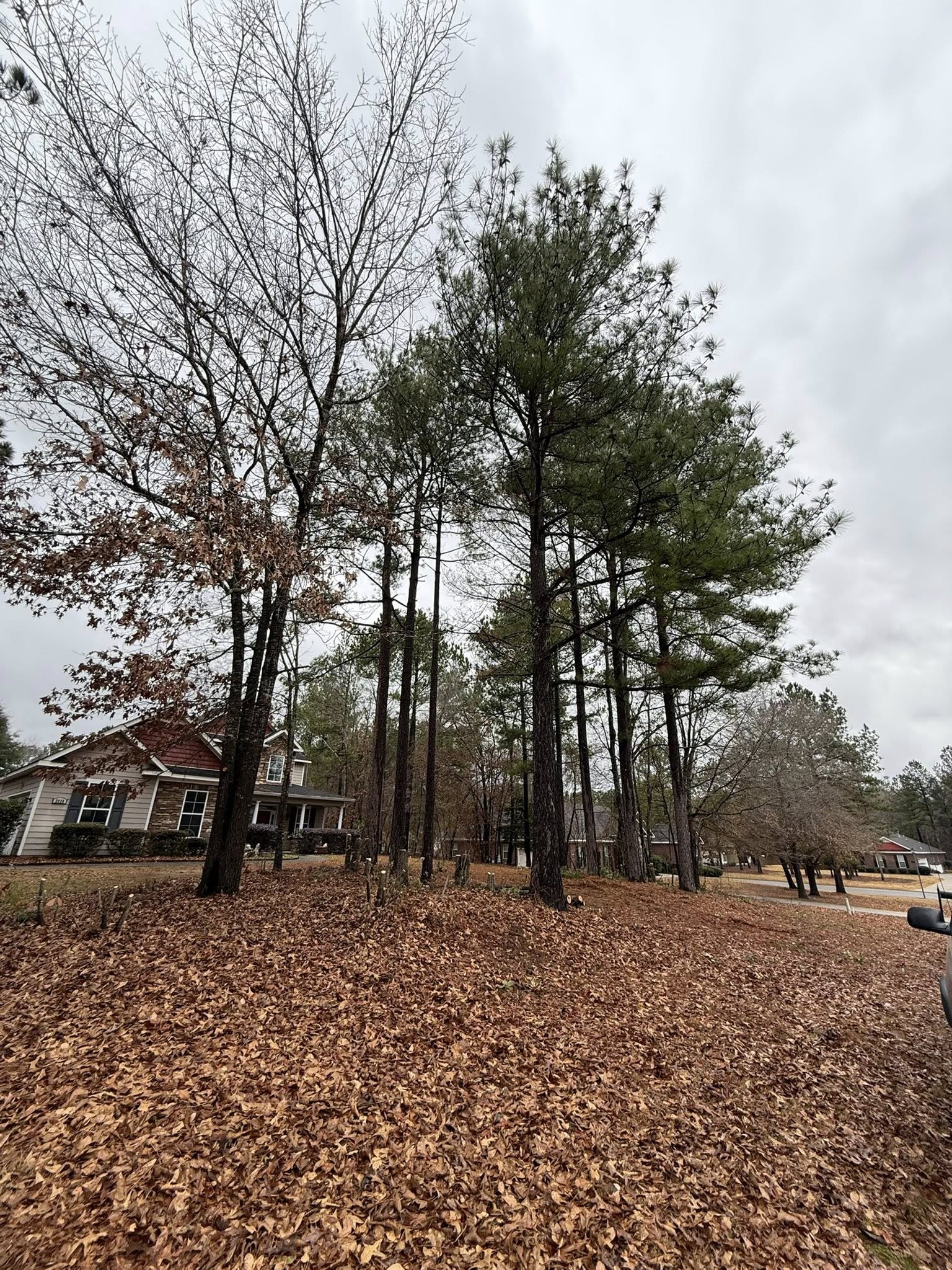 Tree before removal service