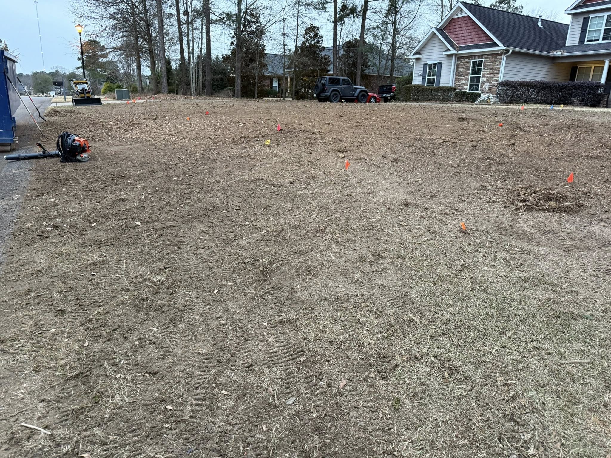 Healthy tree after pruning