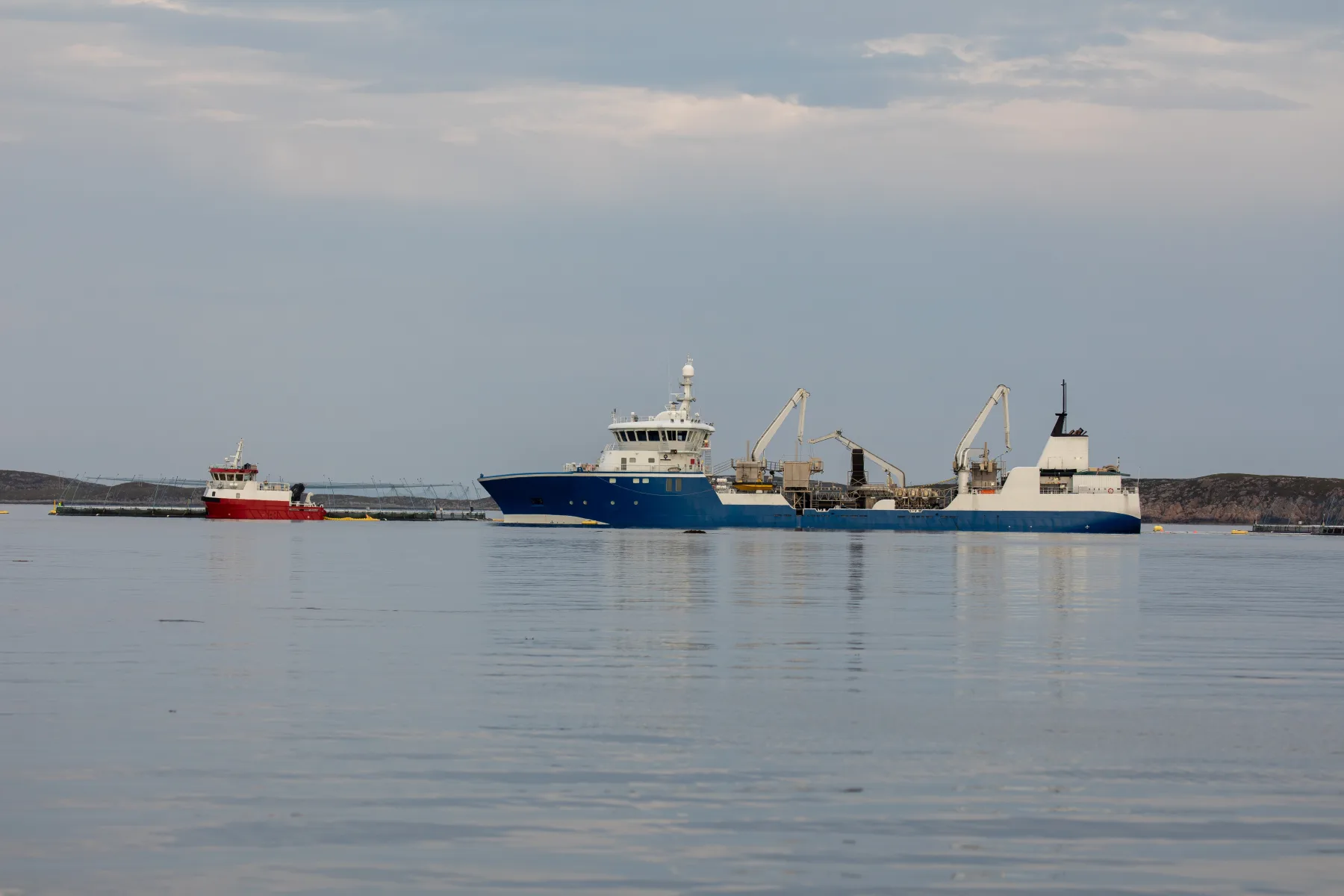 Norwegian Atlantic salmon prepared during the peak harvest period