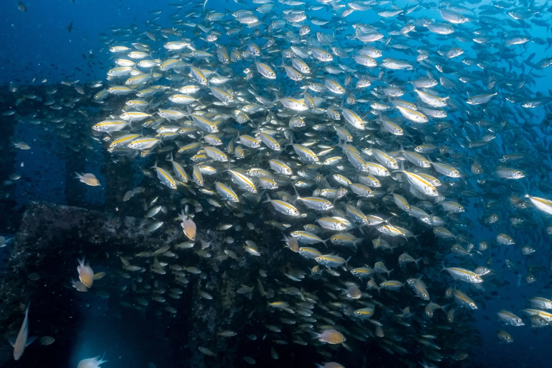 Spanish anchovy season in the Bay of Biscay