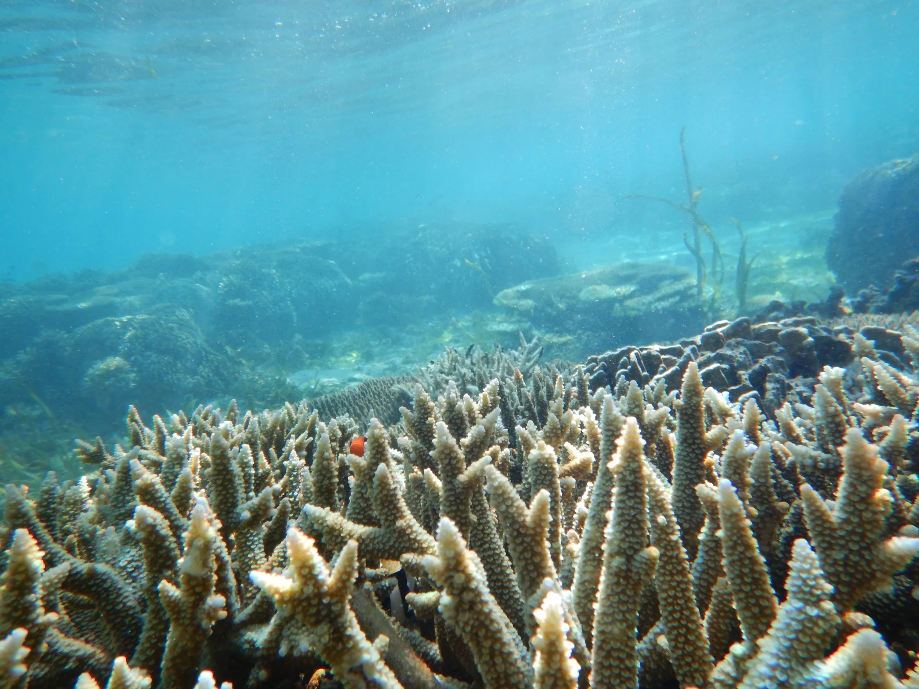World Oceans Day