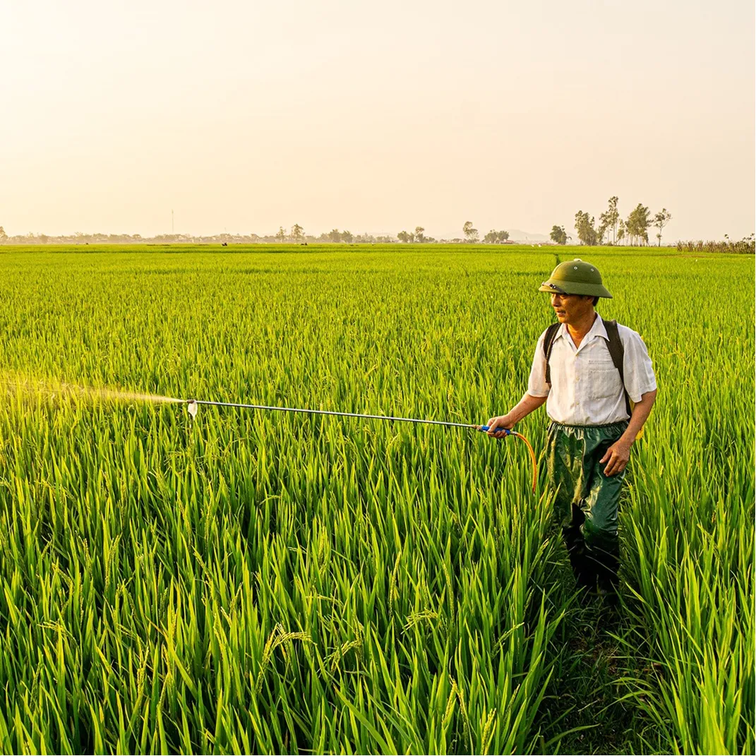 Man wearing a hat and backpack spraying crops with a handheld sprayer in a green rice field at sunset.
