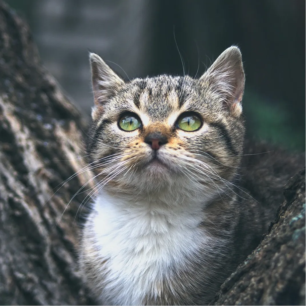 Close-up of a gray tabby cat with green eyes and white chest looking upwards while nestled between tree trunks.