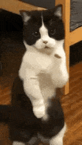 Feelix the Cat dancing