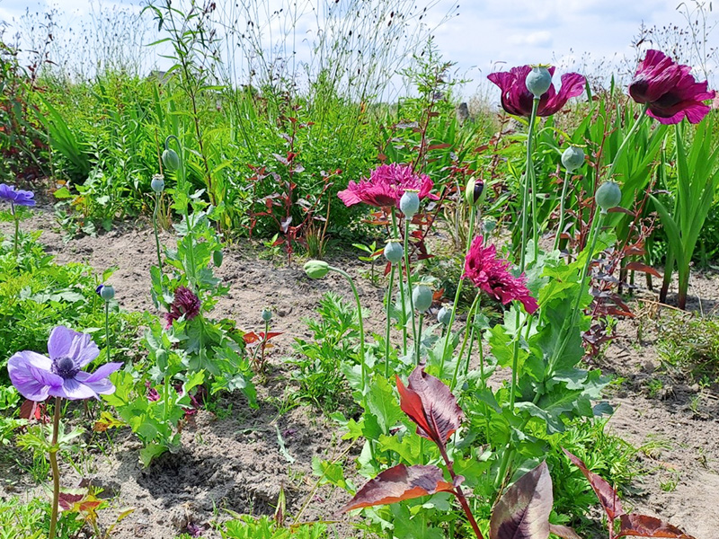 Bloemenpluktuin Streekmuseum Veldzicht