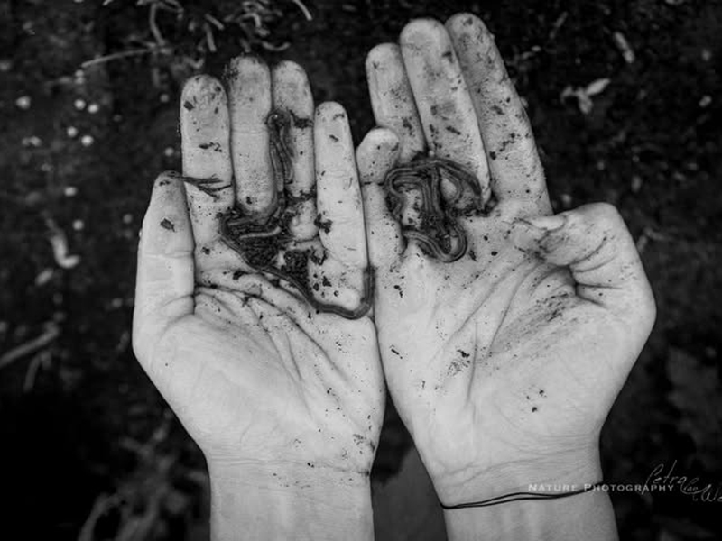 Moestuin & ruilgroep Bollenstreek